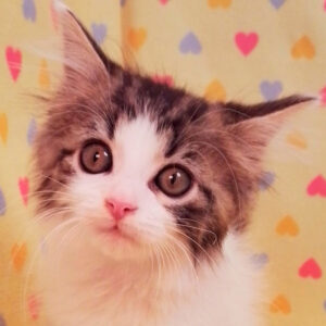 メイン・クーン・キャット