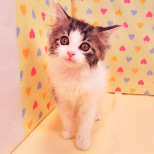 Alternative view of メイン・クーン・キャット