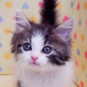 メイン・クーン・キャット