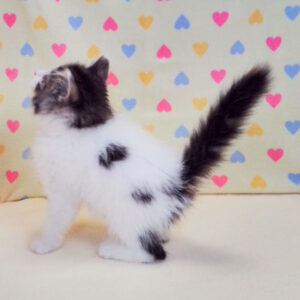 メイン・クーン・キャット - 画像 (5)