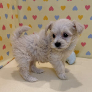Alternative view of ミックス犬