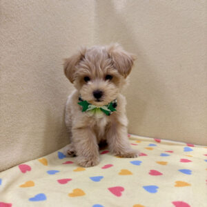 Alternative view of ミックス犬