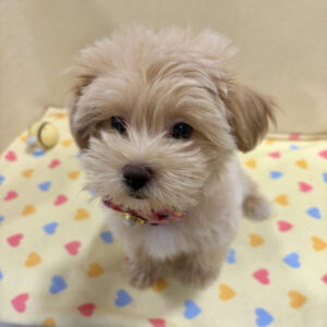 Alternative view of ミックス犬