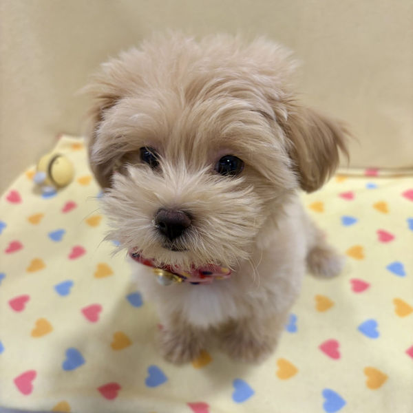 ミックス犬 - 画像 (2)