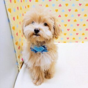 Alternative view of ミックス犬