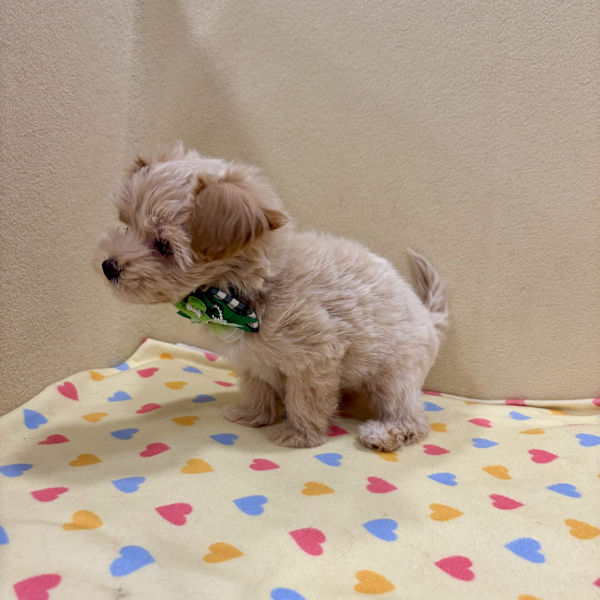 ミックス犬 - 画像 (3)