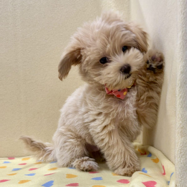 ミックス犬 - 画像 (3)