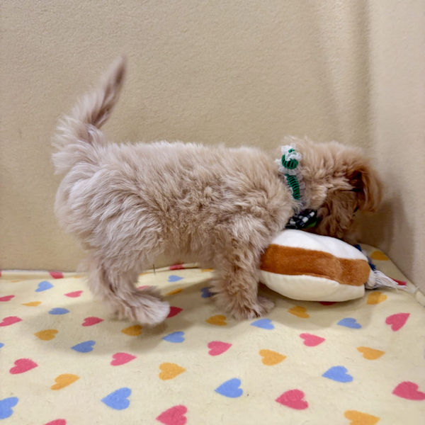 ミックス犬 - 画像 (4)