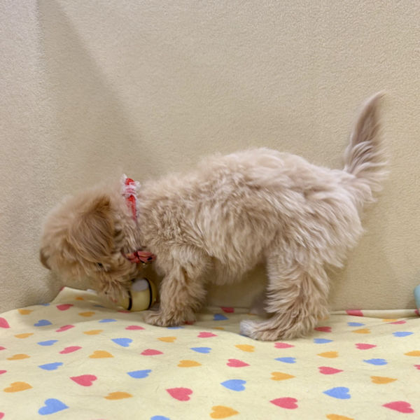 ミックス犬 - 画像 (4)