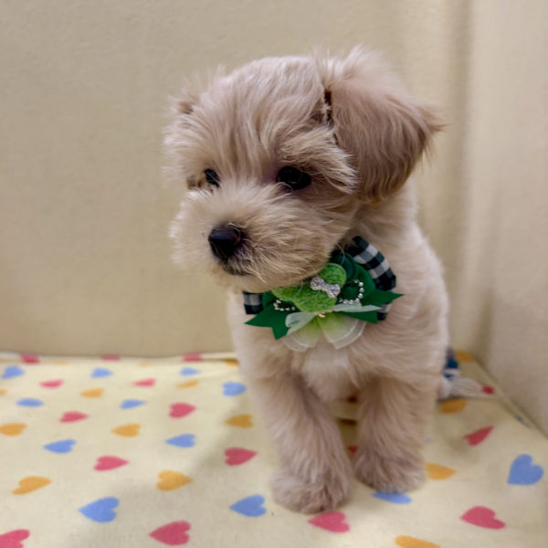 ミックス犬 - 画像 (5)