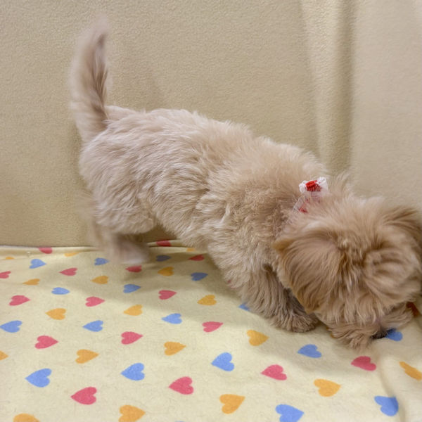 ミックス犬 - 画像 (5)