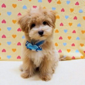 Alternative view of ミックス犬