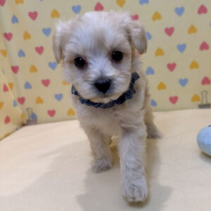 Alternative view of ミックス犬