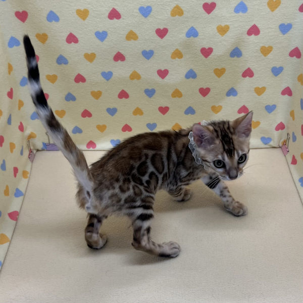 ベンガル - 画像 (4)