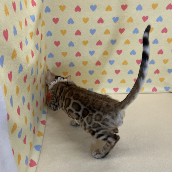 ベンガル - 画像 (5)