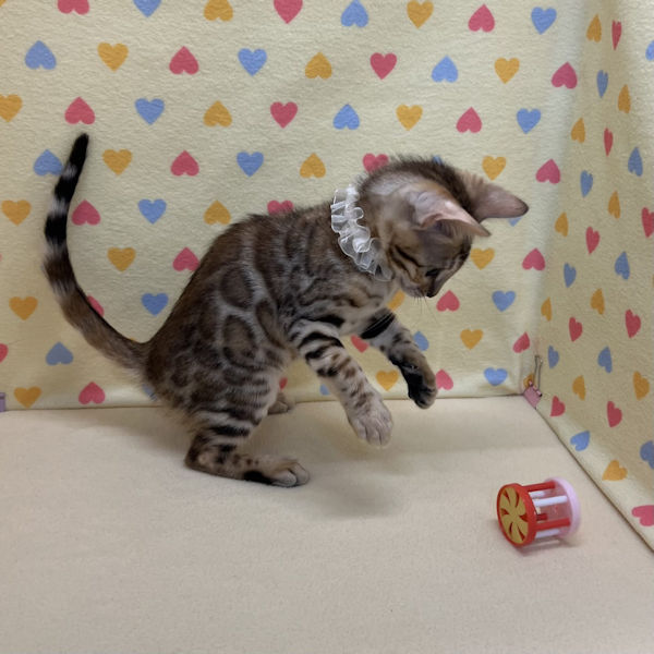 ベンガル - 画像 (3)