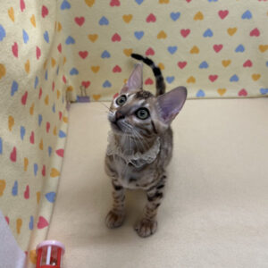 Alternative view of ベンガル