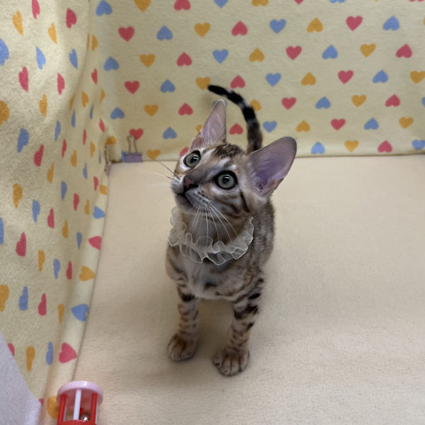 ベンガル - 画像 (2)