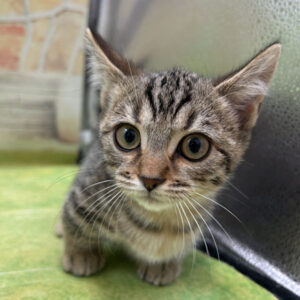 Alternative view of マンチカン