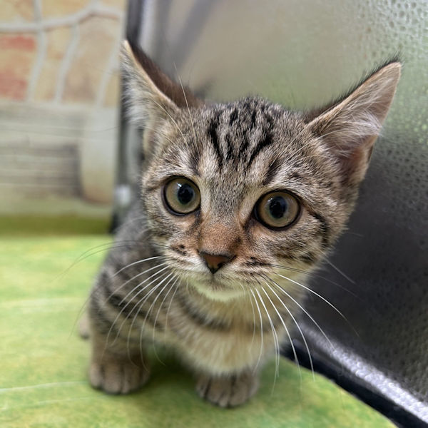 マンチカン - 画像 (2)