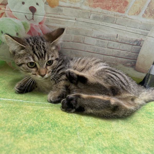 マンチカン - 画像 (3)