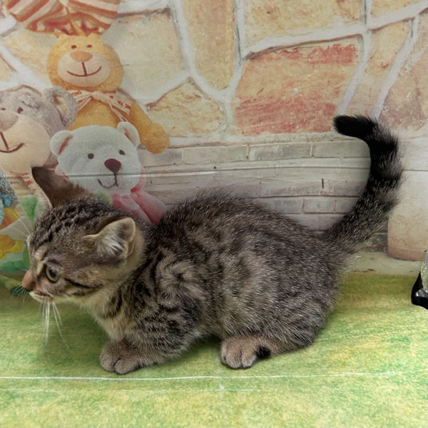 マンチカン - 画像 (5)