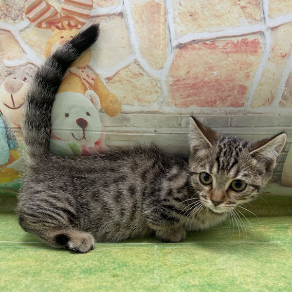 マンチカン - 画像 (4)