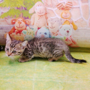 マンチカン - 画像 (5)