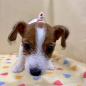 ジャック・ラッセル・テリア