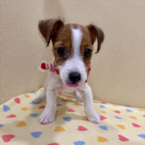 Alternative view of ジャック・ラッセル・テリア