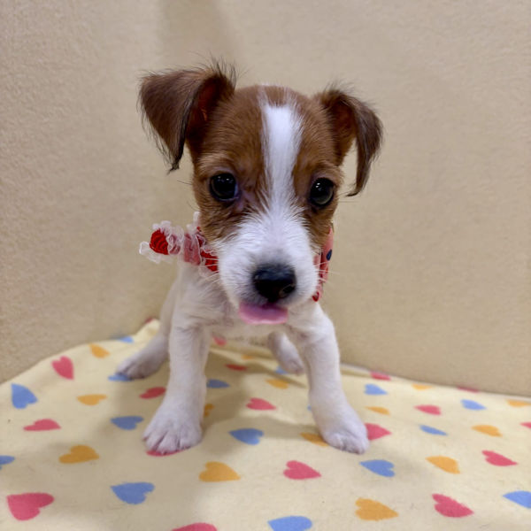 ジャック・ラッセル・テリア - 画像 (2)