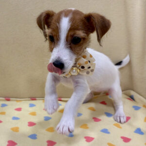 Alternative view of ジャック・ラッセル・テリア