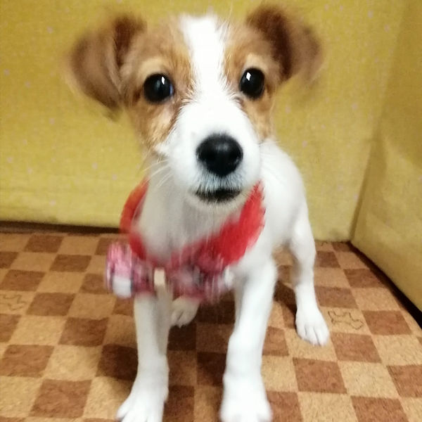 ジャック・ラッセル・テリア - 画像 (2)