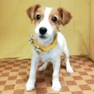 Alternative view of ジャック・ラッセル・テリア