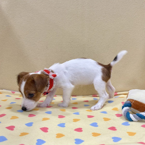 ジャック・ラッセル・テリア - 画像 (3)