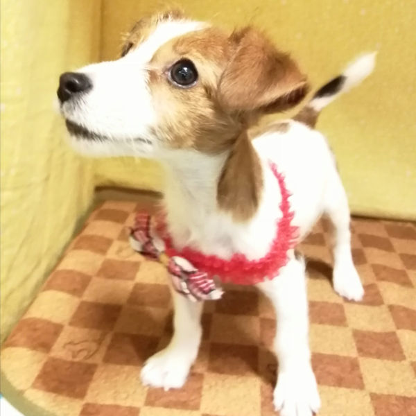 ジャック・ラッセル・テリア - 画像 (3)