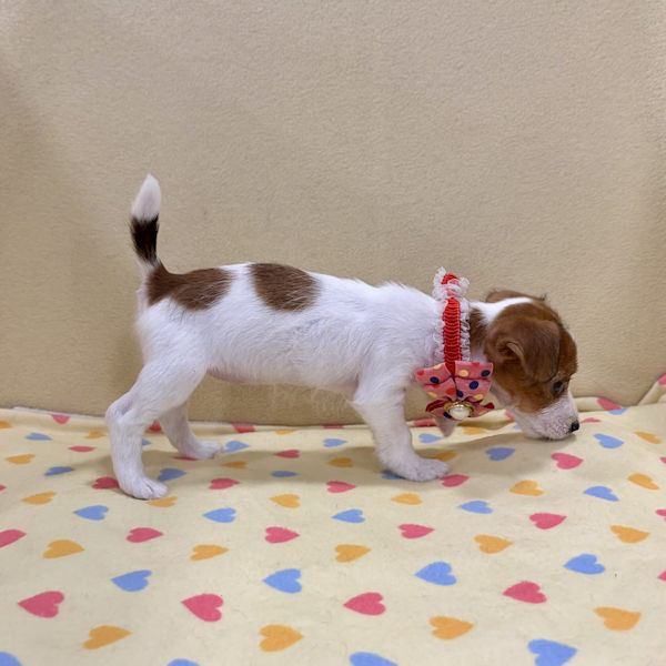 ジャック・ラッセル・テリア - 画像 (4)