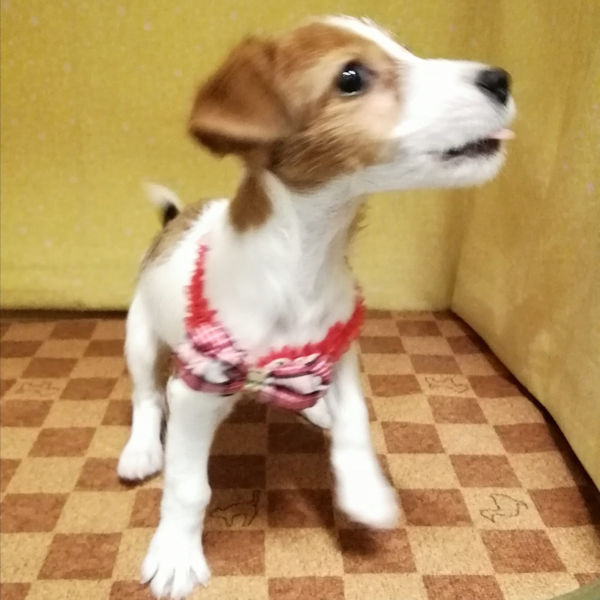 ジャック・ラッセル・テリア - 画像 (4)