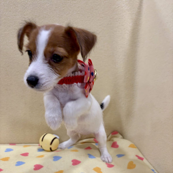 ジャック・ラッセル・テリア - 画像 (5)