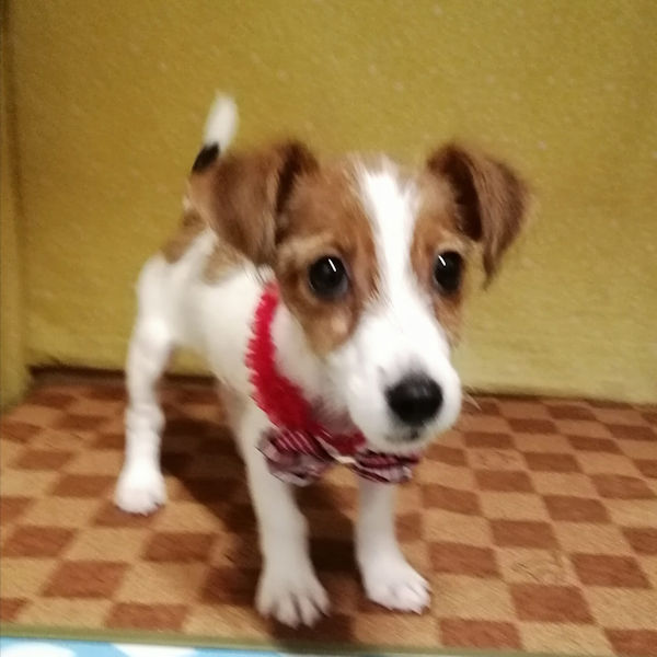 ジャック・ラッセル・テリア - 画像 (5)