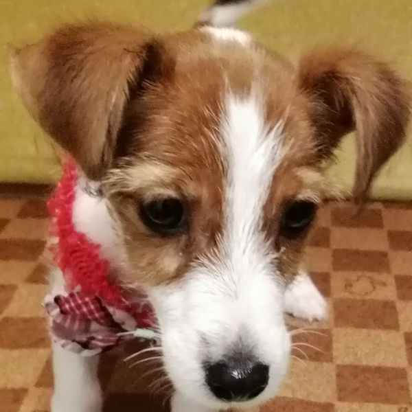 ジャック・ラッセル・テリア