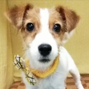 ジャック・ラッセル・テリア