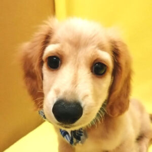 ミニチュア・ダックスフンド(ロングヘアード)