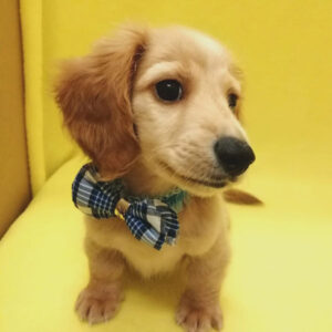 Alternative view of ミニチュア・ダックスフンド(ロングヘアード)