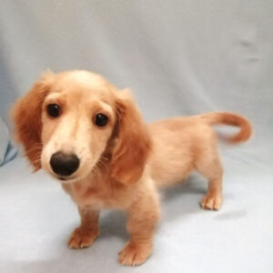 Alternative view of ミニチュア・ダックスフンド(ロングヘアード)