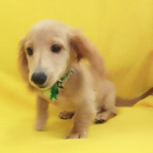 Alternative view of ミニチュア・ダックスフンド(ロングヘアード)