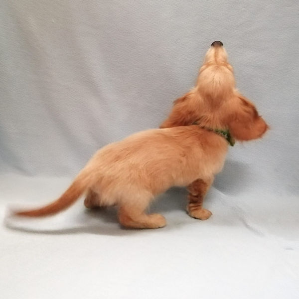 ミニチュア・ダックスフンド(ロングヘアード) - 画像 (3)