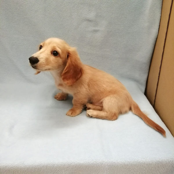 ミニチュア・ダックスフンド(ロングヘアード) - 画像 (5)