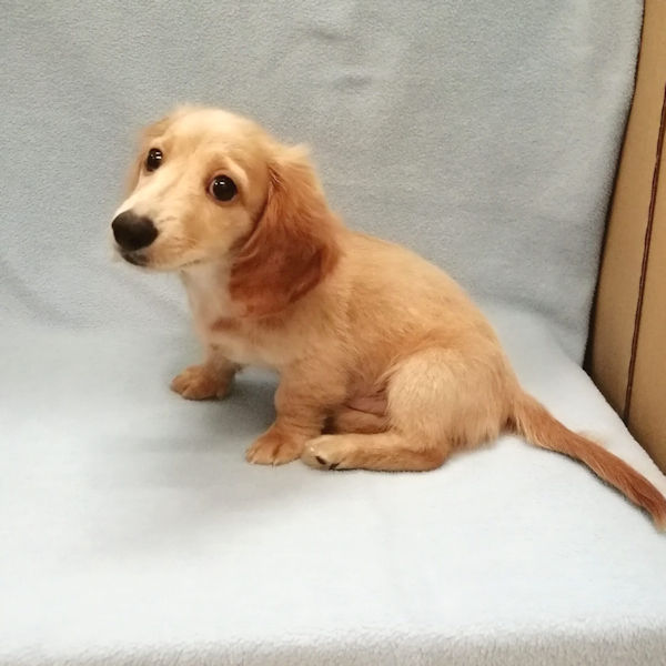 ミニチュア・ダックスフンド(ロングヘアード) - 画像 (4)