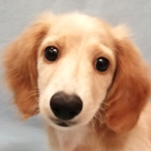 ミニチュア・ダックスフンド(ロングヘアード)